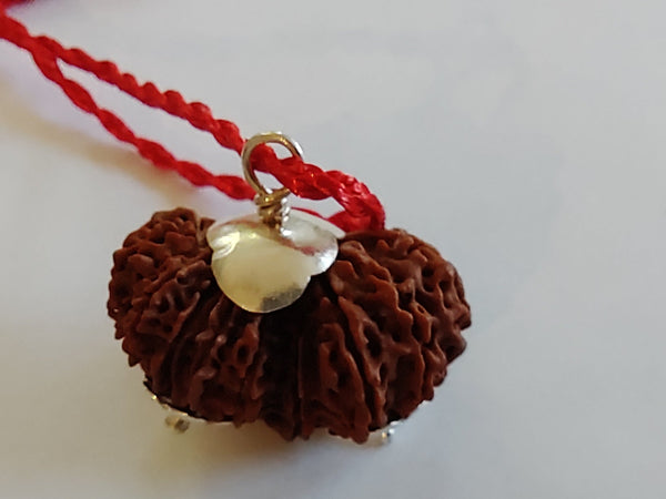 17 Mukhi Vishwakarma  Gaurishankar Rudraksha