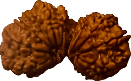 18 Mukhi Gaurishankar Rudraksha