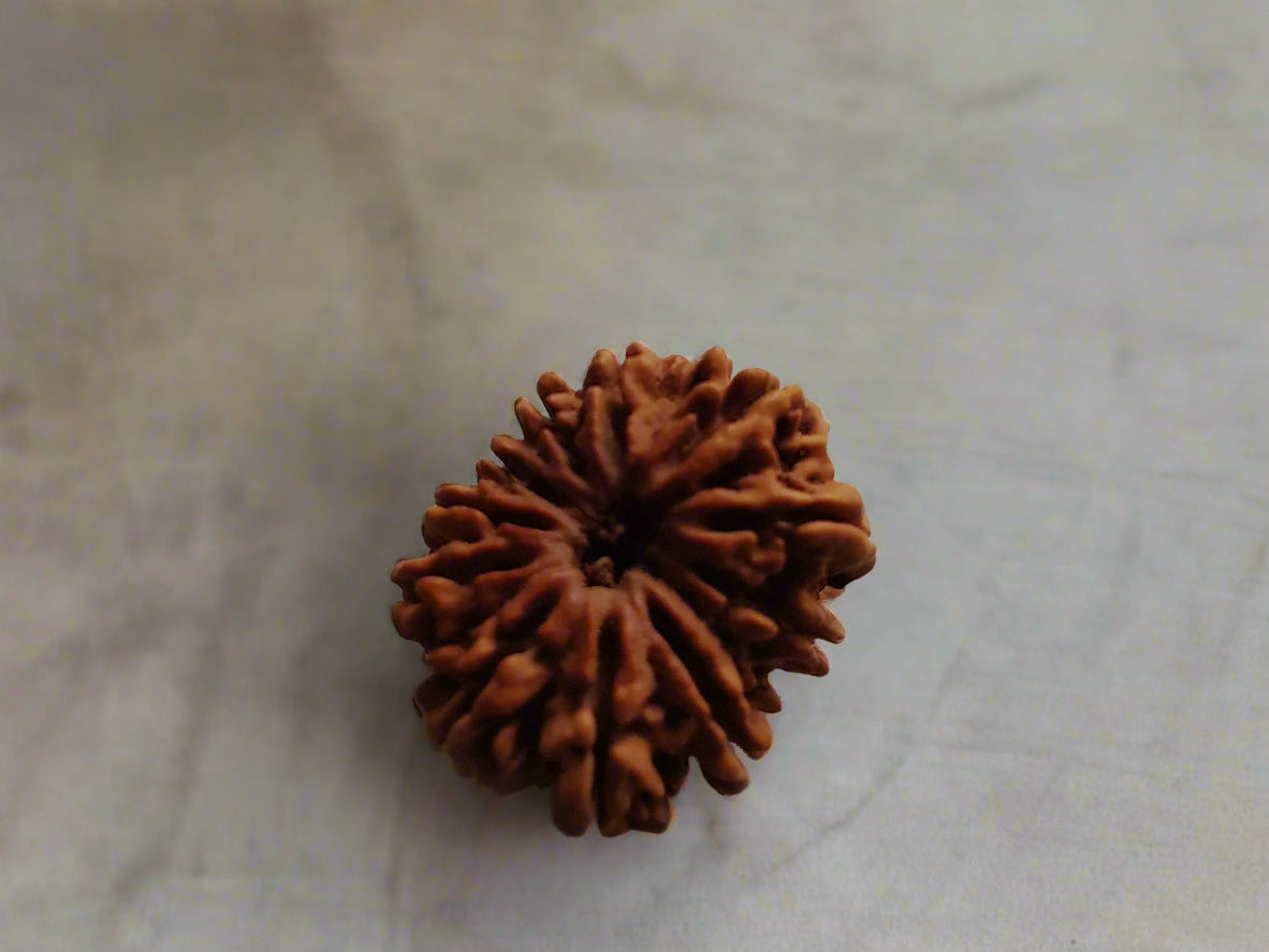11 Mukhi Rudraksha