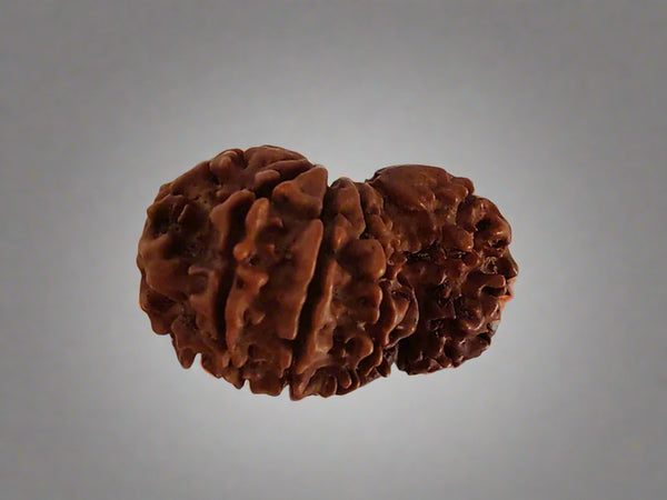 1 Mukhi Savar (Rider) 6 Mukhi