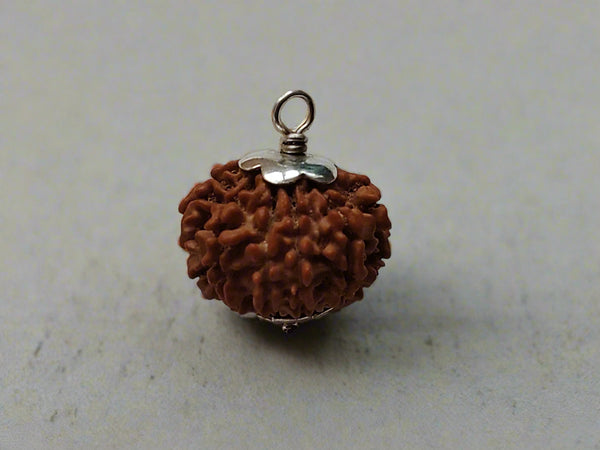 10 Mukhi Rudraksha(10 faced Rudraksha)
